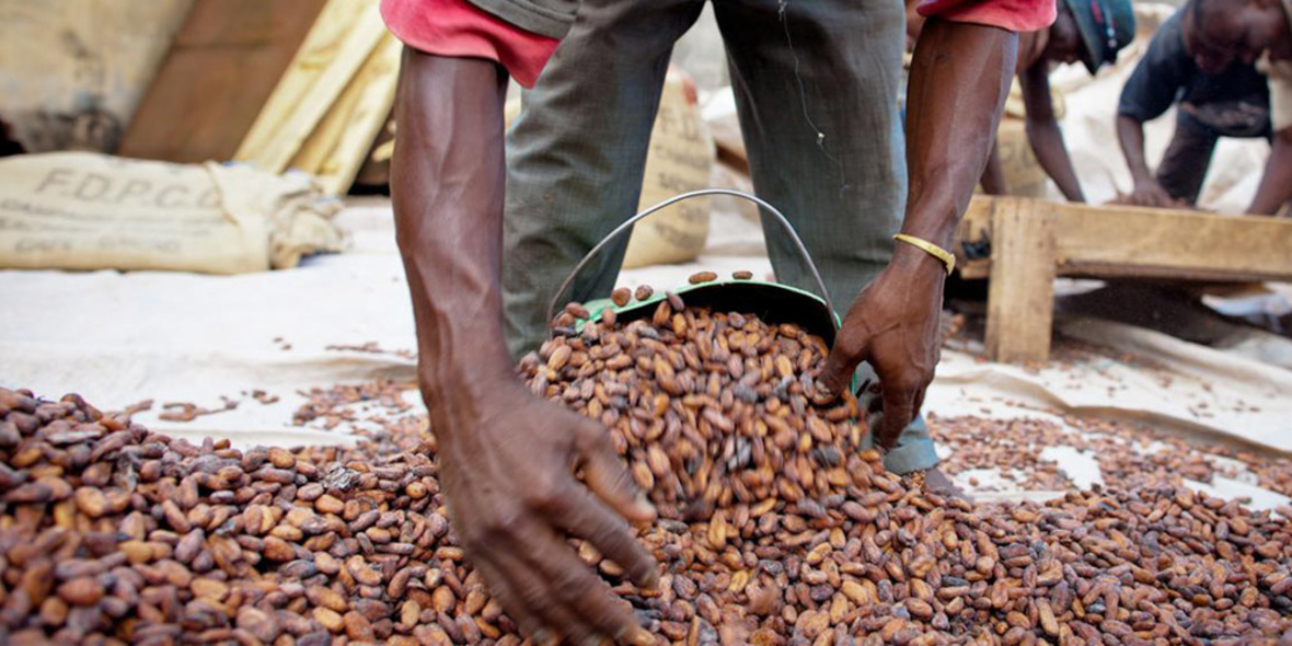 Nestlé kommt Verpflichtungen in Kakaoanbauregionen nach