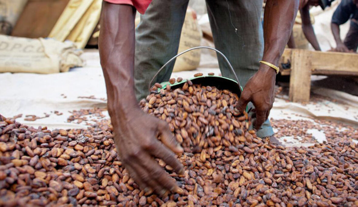 Initiative für nachhaltigen Kakao in Côte d'Ivoire