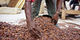 Initiative für nachhaltigen Kakao in Côte d'Ivoire