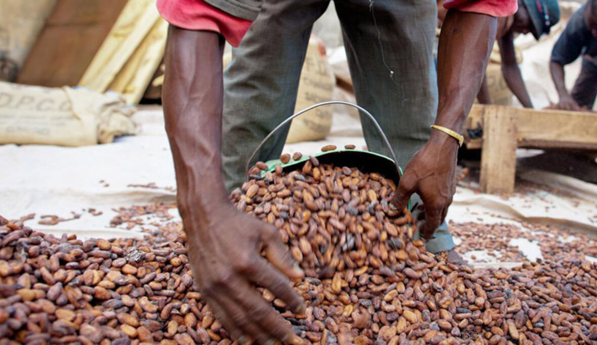 Nestlé kommt Verpflichtungen in Kakaoanbauregionen nach