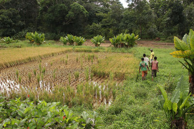 In einem so genannten Reisintensivierungsprogramm lernen die Bauern bessere Anbaumethoden für Reis kennen.