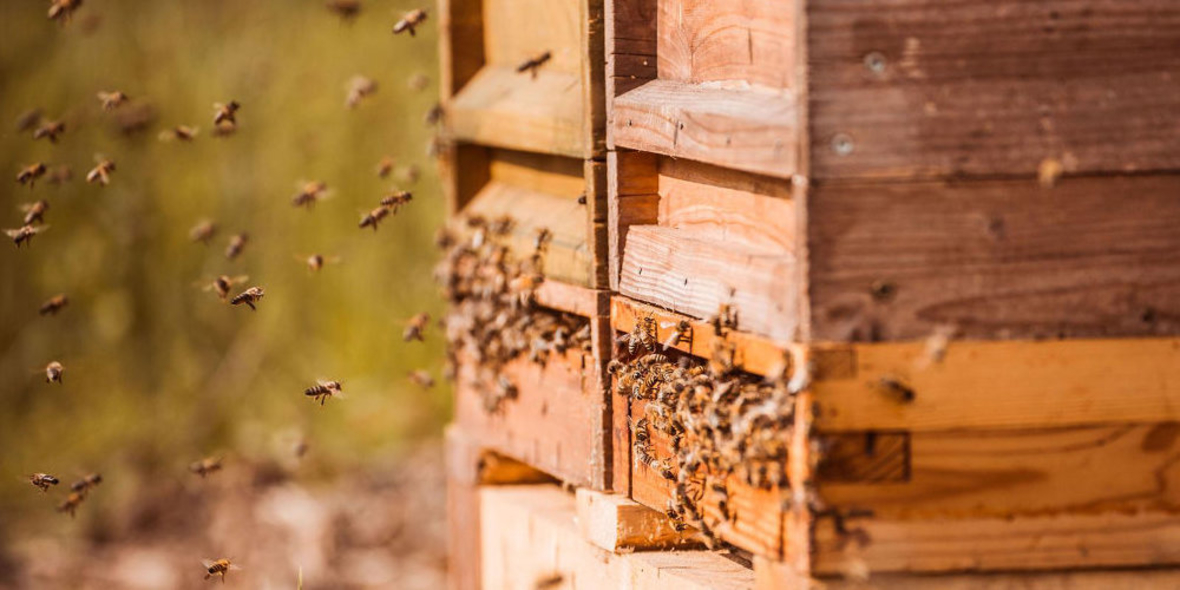 Porsche siedelt weitere Bienenvölker an 