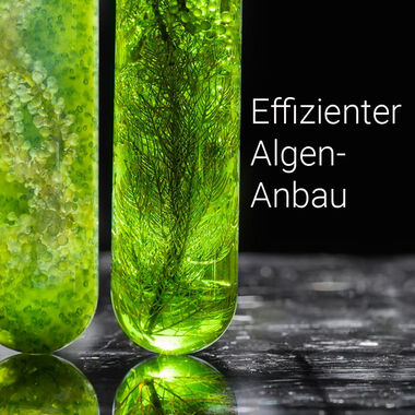 Blickpunkt Schott Kachel Effizienter Algenanbau