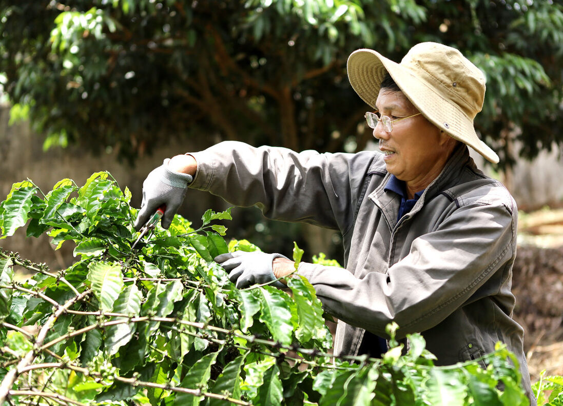 Kaffeefarmer Nguyen Cong Trung in Vietnam