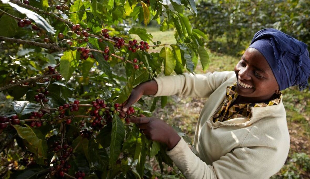 Tchibo erweitert sein Kaffeeprogramm: Kenia wird siebtes Land