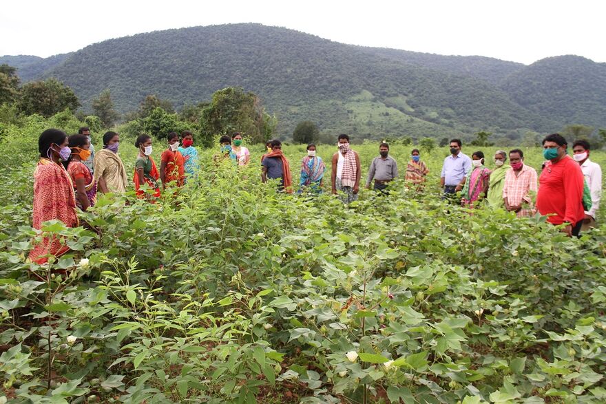 Indische Kleinstfarmer lernen den Anbau von Bio-Baumwolle.