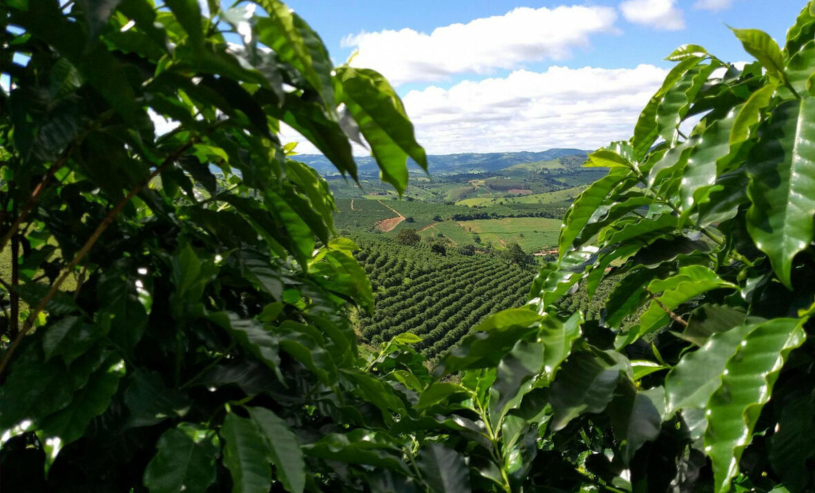 Anbauregion des FOR BLACK ‘N WHITE Kaffees in Brasilien