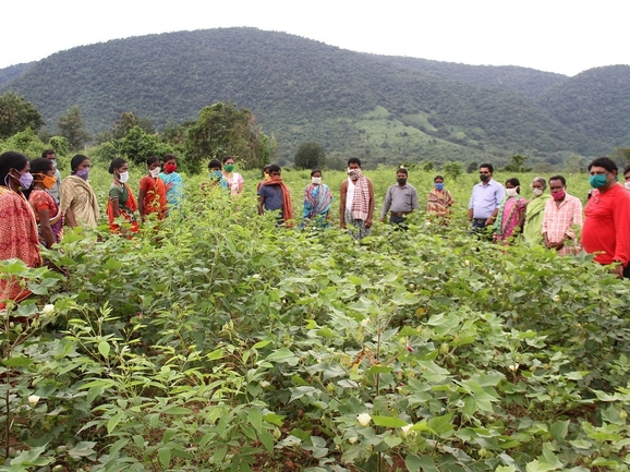Indische Kleinstfarmer lernen unter Anleitung von Chetna Organic, einem Partner des GIZ-geförderten Pilotprojekts „Organic Cotton“, den Anbau von Bio-Baumwolle.