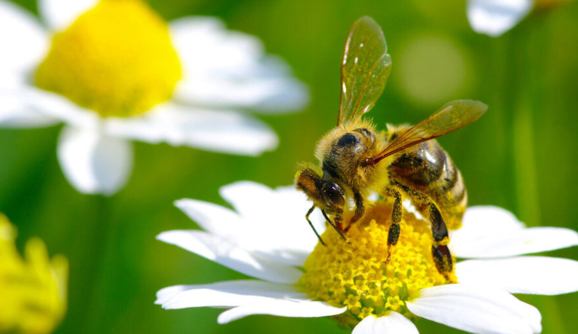 toom: Umfrage zum Bienen- und Insektenschutz 