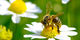 toom Baumarkt: Bienenschutz bis in die Lieferkette