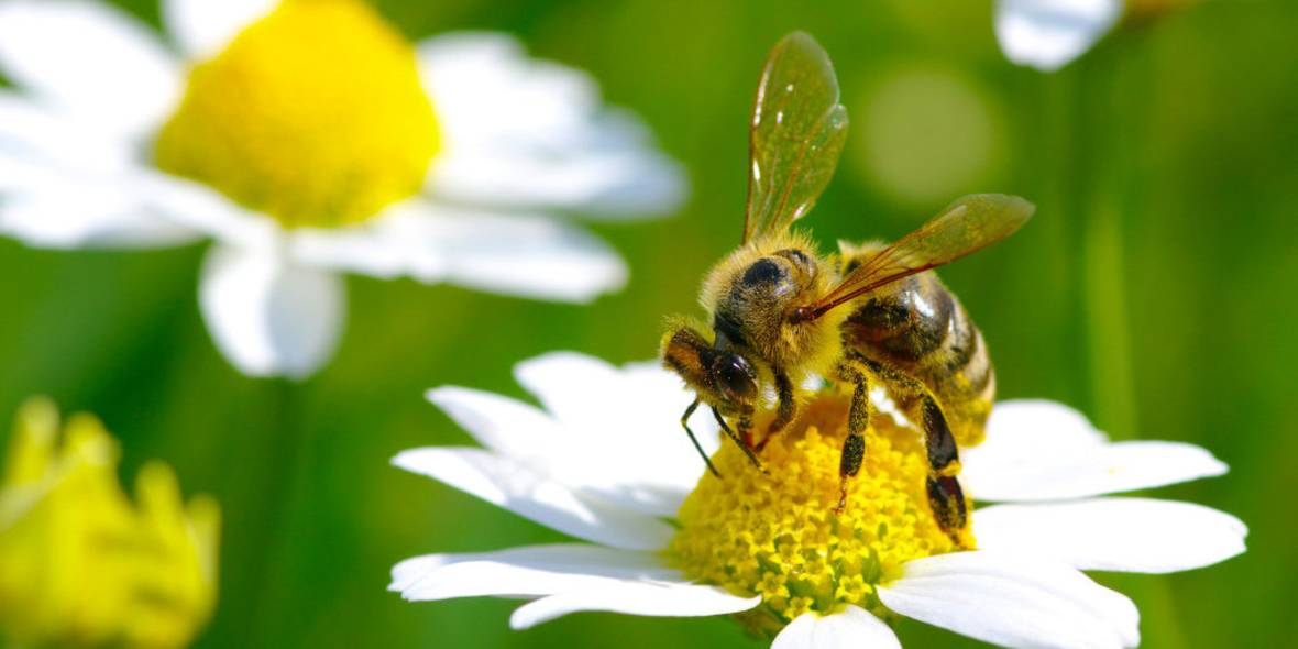 toom: Umfrage zum Bienen- und Insektenschutz 