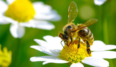 Blühende Gärten für den Bienenschutz