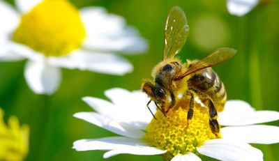 toom Baumarkt: Bienenschutz bis in die Lieferkette