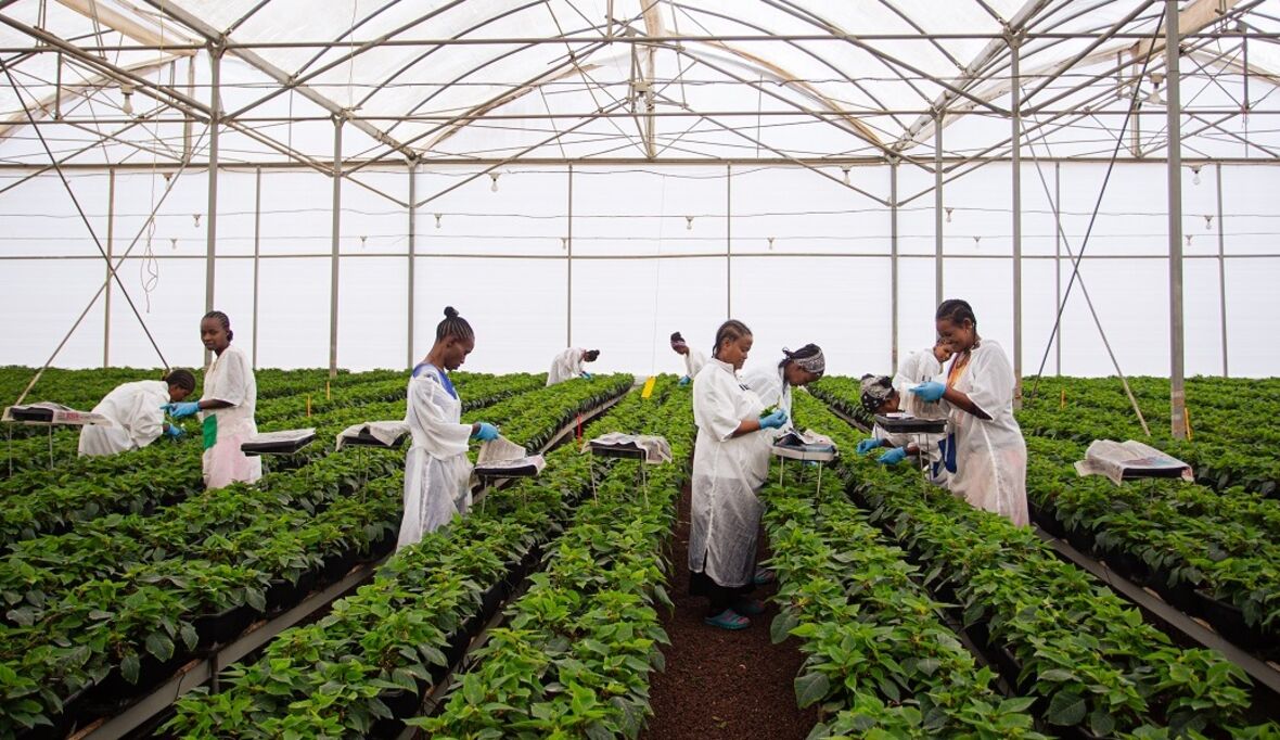 toom erweitert Fairtrade-Pflanzensortiment