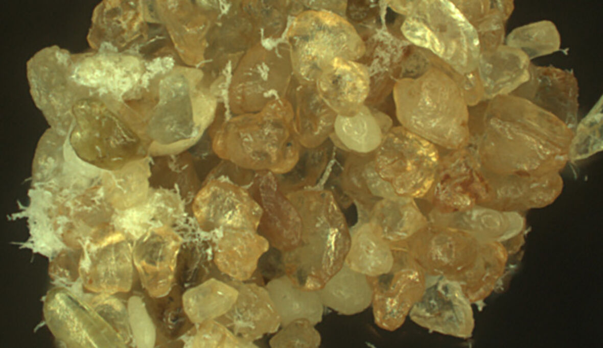 Der lebende Sand: Mit Biopolymeren zu stabileren Böden