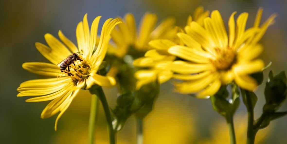Silphie verändert Papier