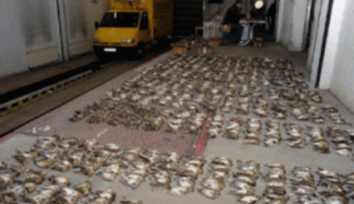 LKW mit zehntausend toten Singvögeln gestoppt