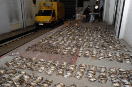 Foto: Komitee gegen Vogelmord 