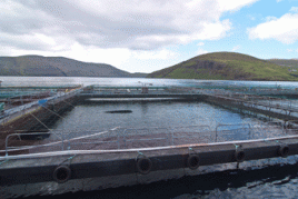 Aquakultur: Dabei handelt es sich um die kontrollierte Aufzucht von beispielsweise Fischen, Muscheln oder Krebsen. Foto: Arne List/flickr.com