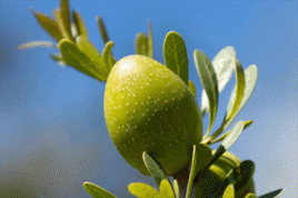 Frucht des Arganbaums. Foto: Evonik