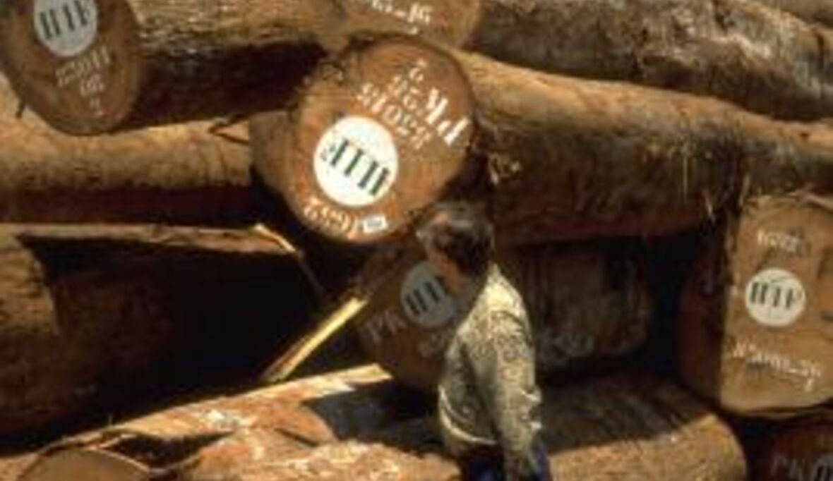 Faseratlas kommt illegalem Tropenholz auf die Schliche