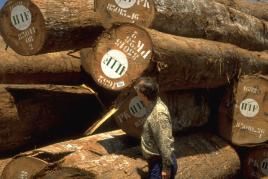 Foto: Rettet den Regenwald e.V., Karl Ammann, flickr.com