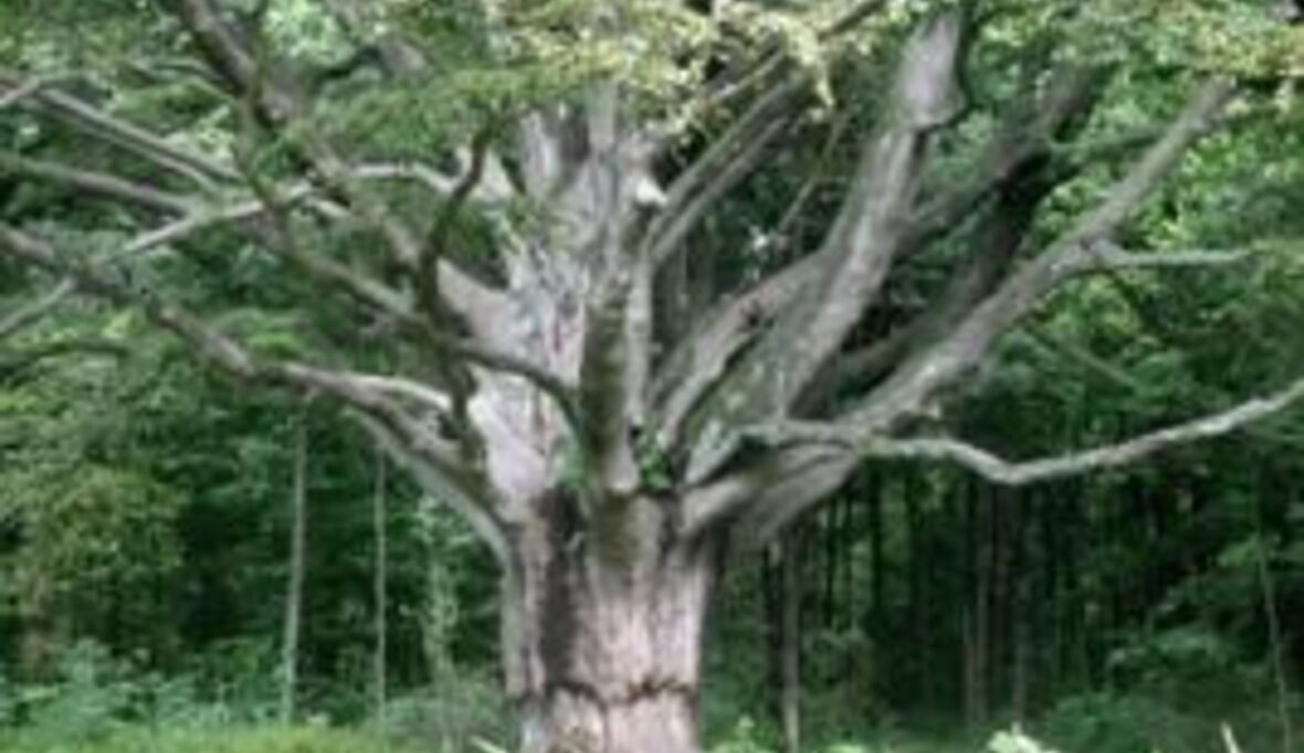 NABU: Intakte Ökosysteme sind weit unterschätzter Wirtschaftsfaktor