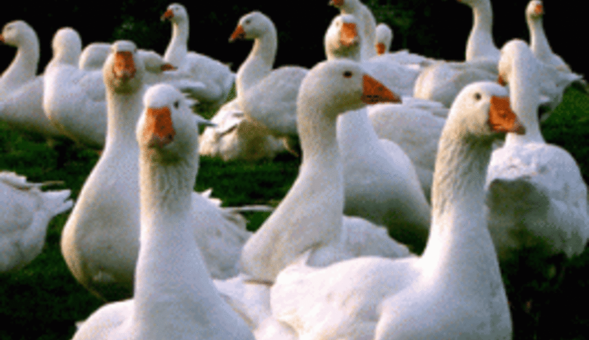 Otto Group verbannt Gänsedaunen-Produkte aus unsicheren Quellen