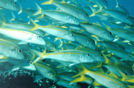 Bestände an Meeresfischen schrumpfen. Foto: A.Schueler