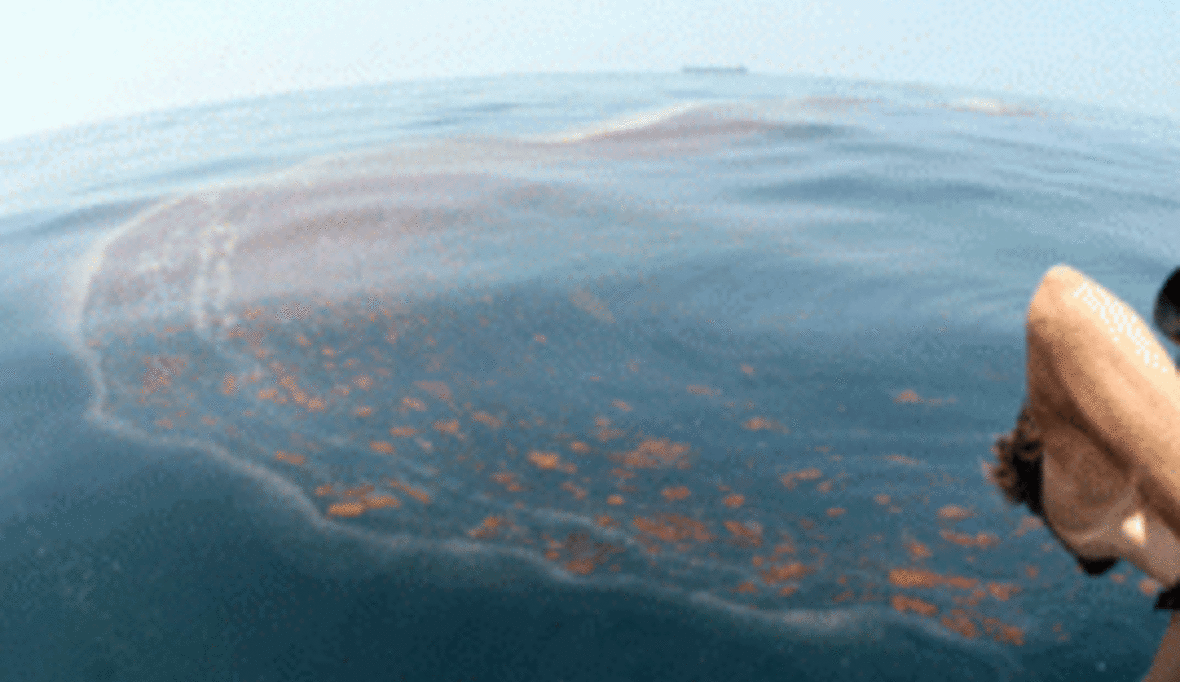 Ölexperte: BP war verantwortungslos