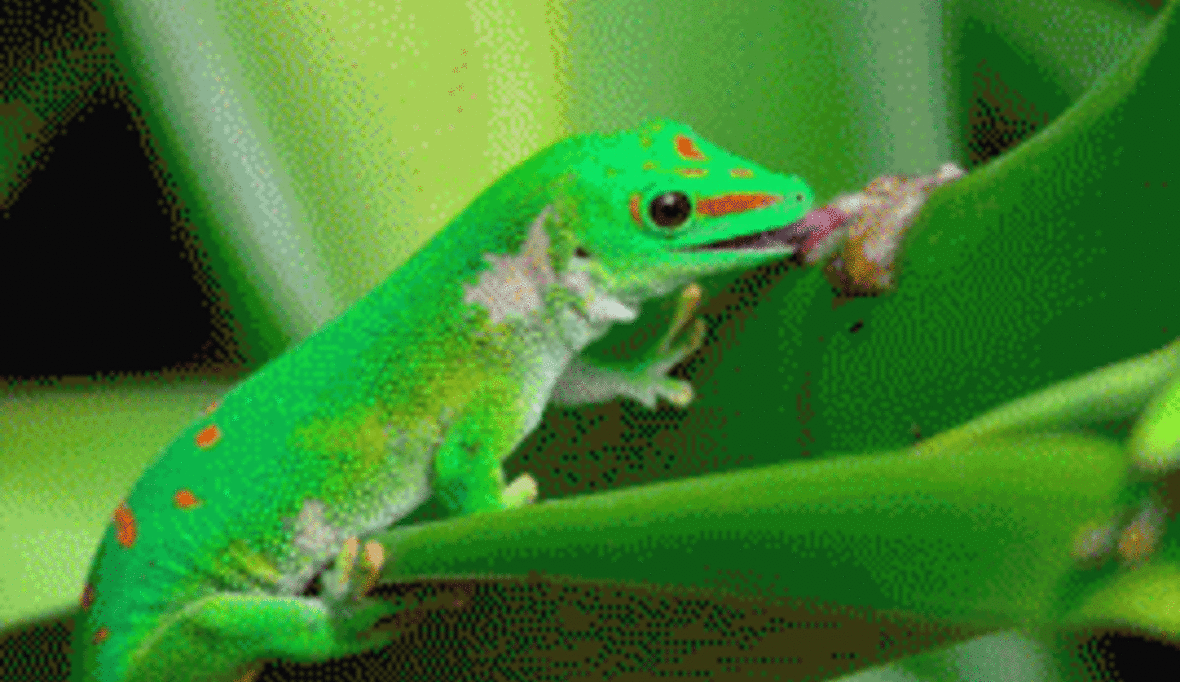 „Rote Liste": Immer mehr Arten vom Aussterben bedroht