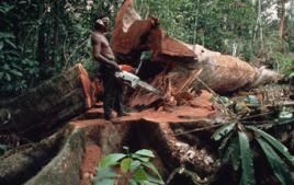 Foto:WWF-Canon / Martin Harvey