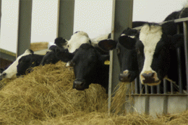 Foto: lovestruck/flickr.com