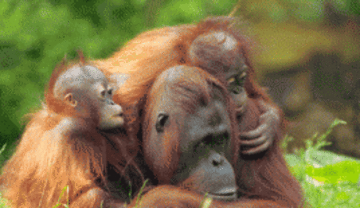 Genetische Isolation macht Orang-Utans anfällig für Umweltveränderungen