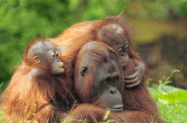 Atempause für Orang-Utans und Tiger Sumatras, Foto: Eric Gevaert/Fotolia.com