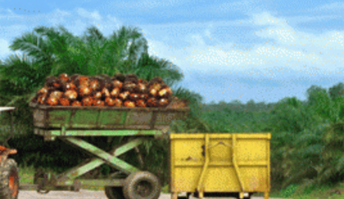 „Palmölpest“ in Kamerun