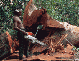 Foto: WWF/Martin Harvey