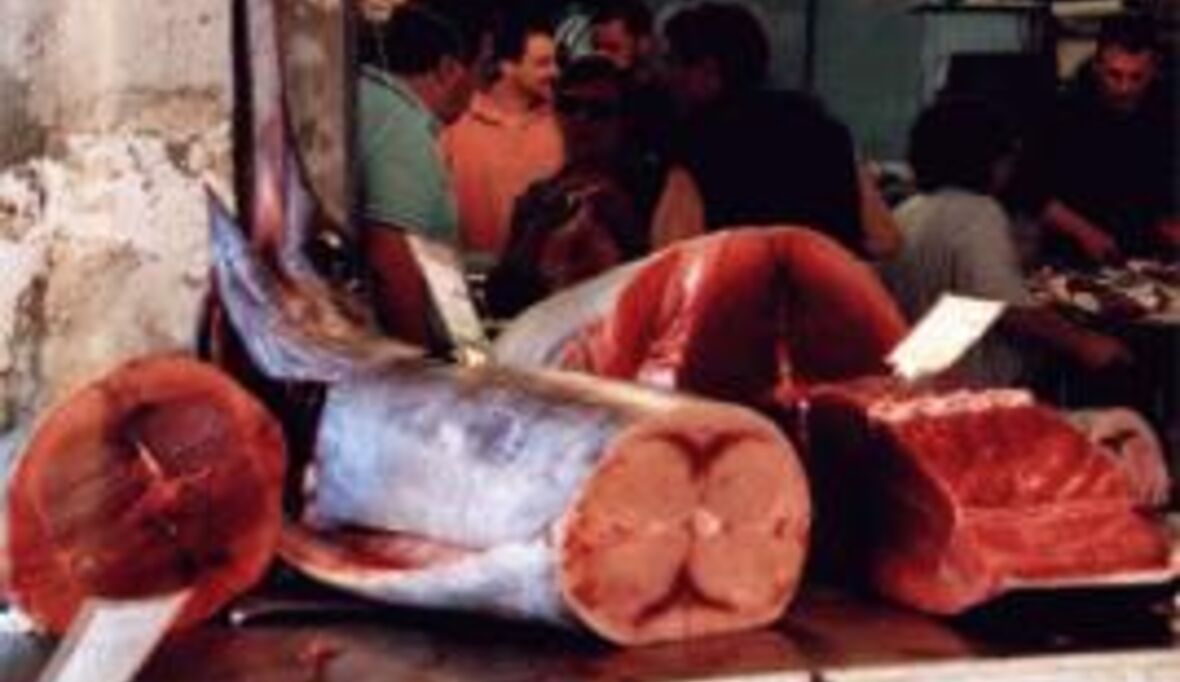 Artenschutzkonferenz: So viele Schutzanträge wie noch nie