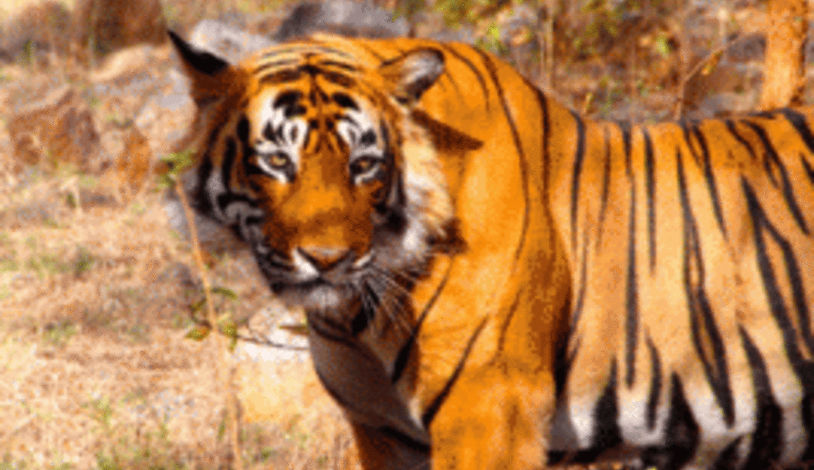 Tiger schützen und Armut lindern