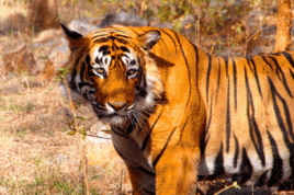 Tiger in Ranthambore National Park, India. Foto: bjoern/flickr.com