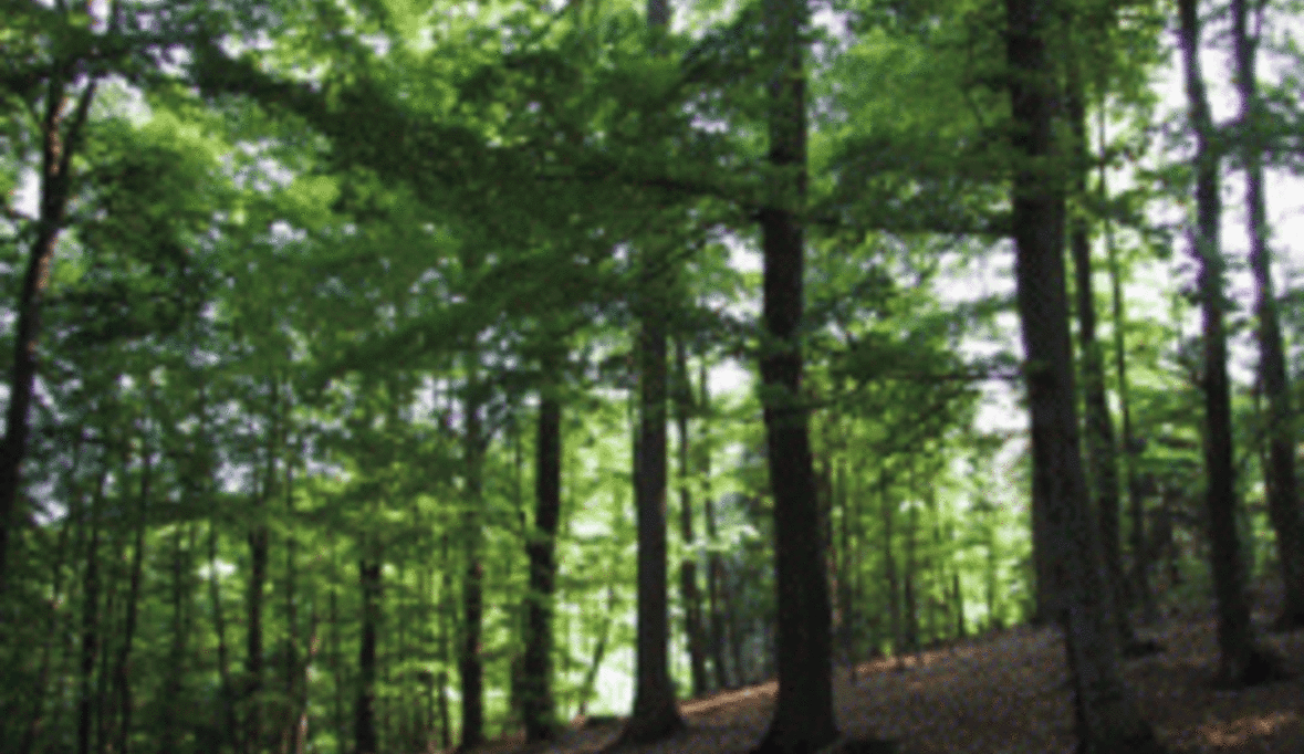 Nachhaltige Waldwirtschaft