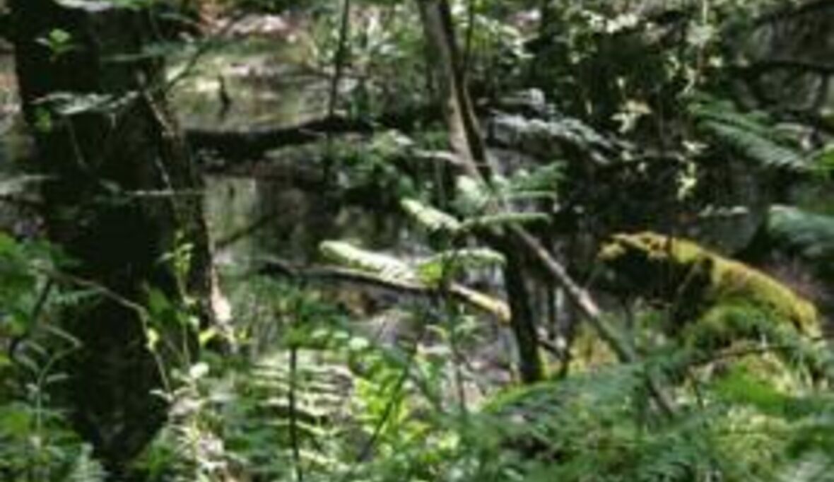 BfN weist Aussagen des DFWR zurück 