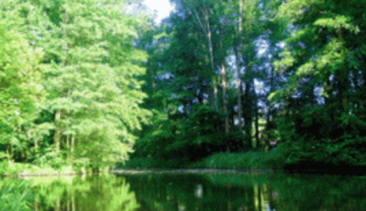 Weltbeste Waldgesetze ausgezeichnet