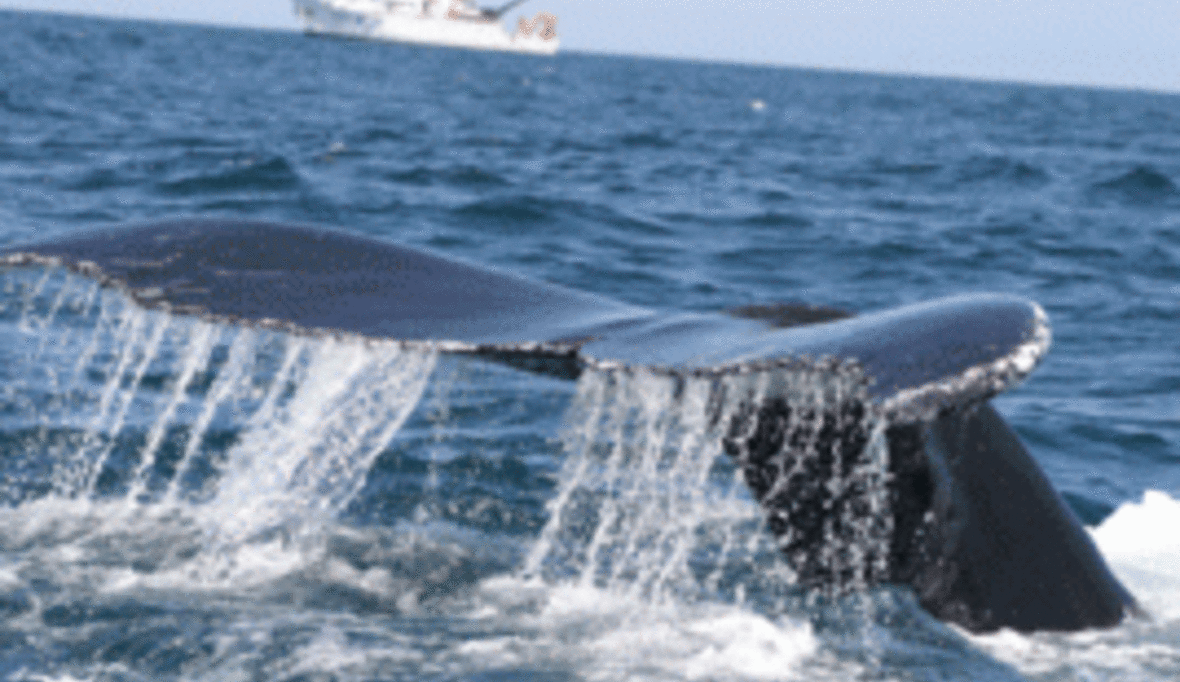 Tappt die Walfangkommission in die Falle?