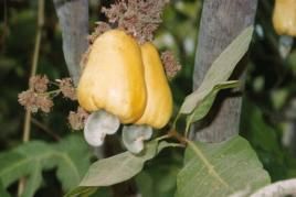 Bioplastik aus Cashewnussschalen, Foto: Wikipedia.de