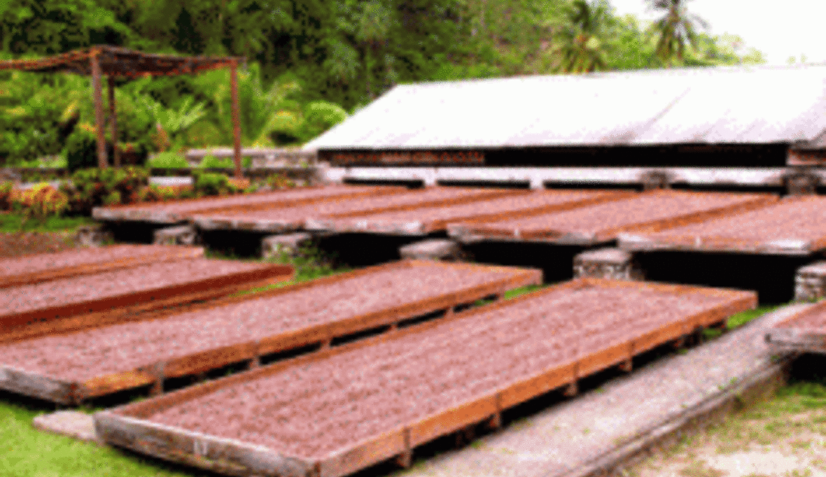 EU-Parlament verabschiedet Resolution gegen Kinderarbeit auf Kakaoplantagen