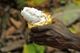 Dossier: Kakaoanbau in Westafrika