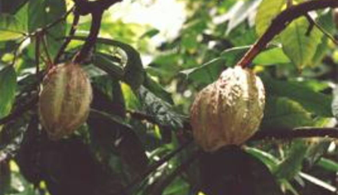 Studie: „Ghana: Vom bitteren Kakao zur süßen Schokolade“