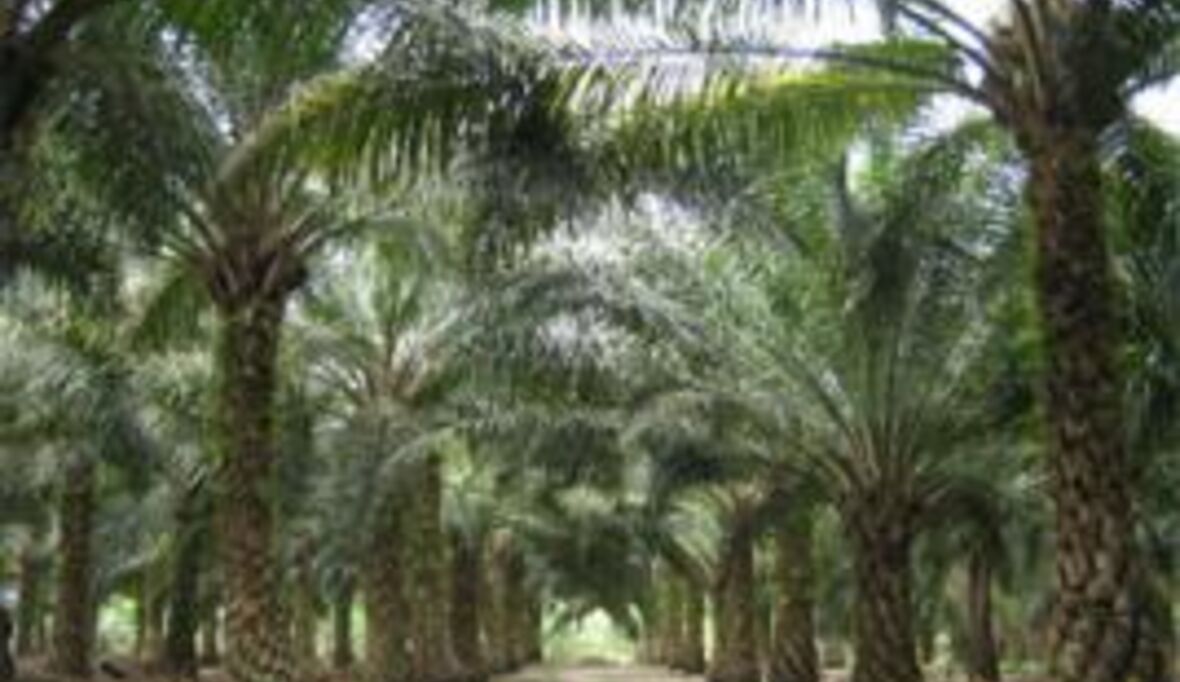 Nestlé Deutschland unterstützt nachhaltigen Anbau von Palmöl