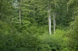 Projekt „Hohe Schrecke - Alter Wald mit Zukunft“ auf dem ersten Platz, Foto: Thomas Stephan/Naturfreunde